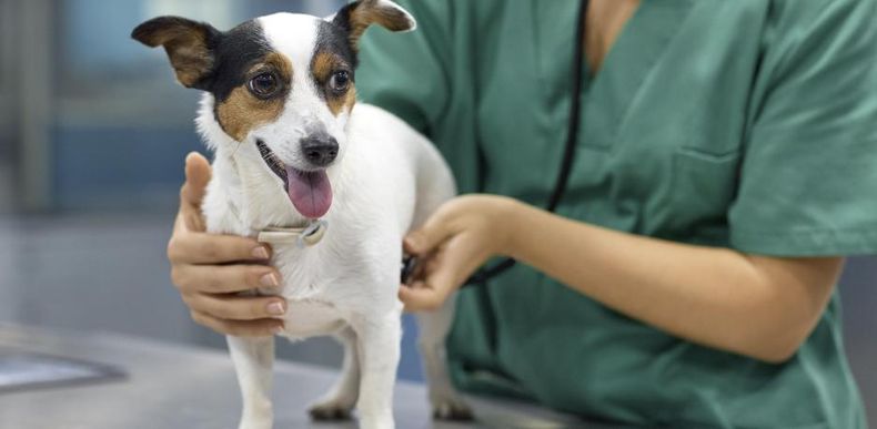 Castración de perros: decisión individualizada.