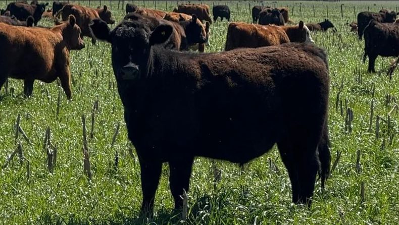 Cultivos de cobertura: clave para la ganadería sostenible.
