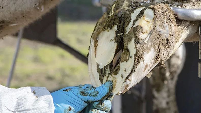 La capacitación es organizada por la Asociación Argentina de Podología Bovina.