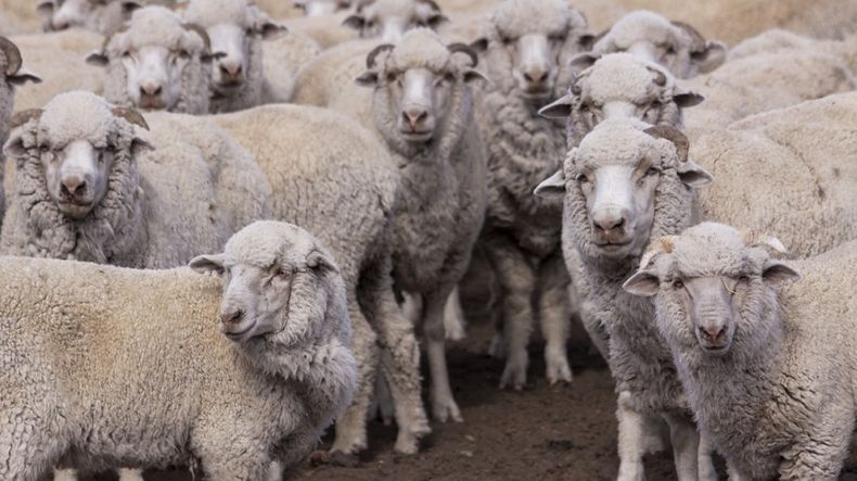 La sarna ovina amenaza la ganadería en Chubut.