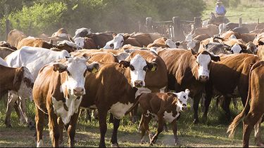 La cría bovina reúne a especialistas en Pergamino.