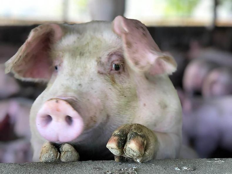 Se espera que la vacuna contra la Peste Porcina Africana esté disponible para su uso a finales de 2024.&nbsp;