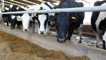 Motivar | Vacas tambo Biotay.jpg