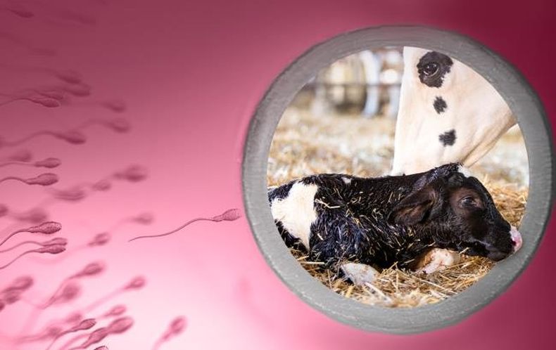 Prometen un salto de calidad en biotecnologías reproductivas en bovinos.