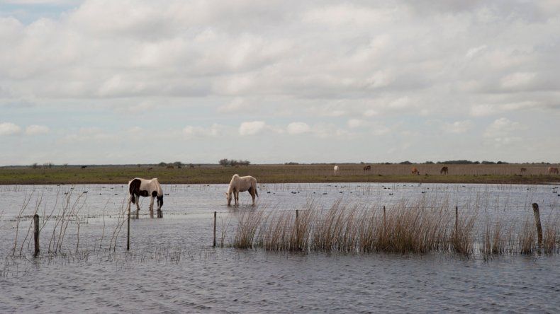 ¿Cómo cuidar el bienestar animal tras las lluvias en el norte?&nbsp;