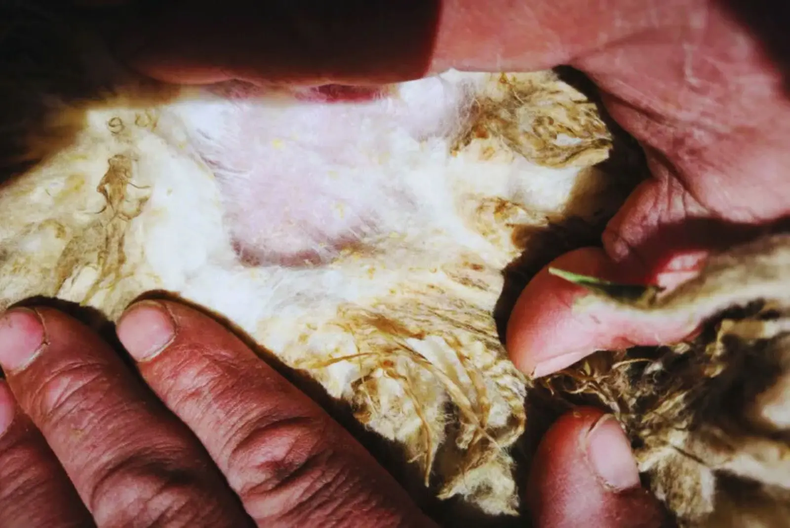 La sarna ovina es controlable con medidas sanitarias integrales, coordinadas y responsables.&nbsp;