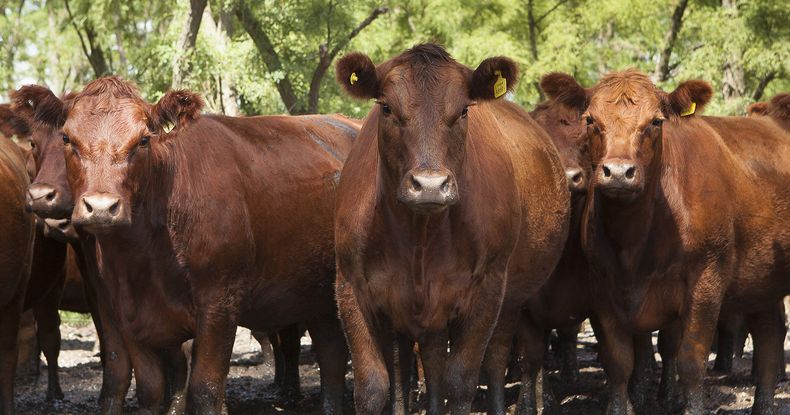 cuota hilton e1582314284293.jpg