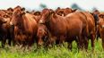 Ganadería. Las exportaciones de carne vacuna en julio totalizaron 62,2 mil toneladas.
