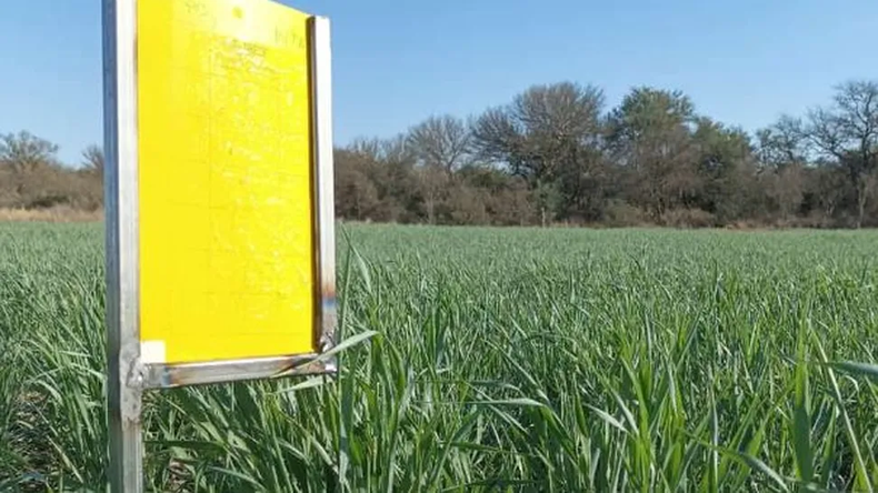 De las 443 localidades relevadas en las cinco regiones críticas del país, el 99% registró menos de 5 chicharritas por trampa.