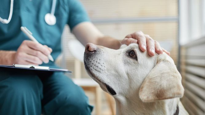 De la mano de CHEMOVET, La oncología veterinaria gana un aliado digital. De la mano de CHEMOVET, La oncología veterinaria gana un aliado digital.
