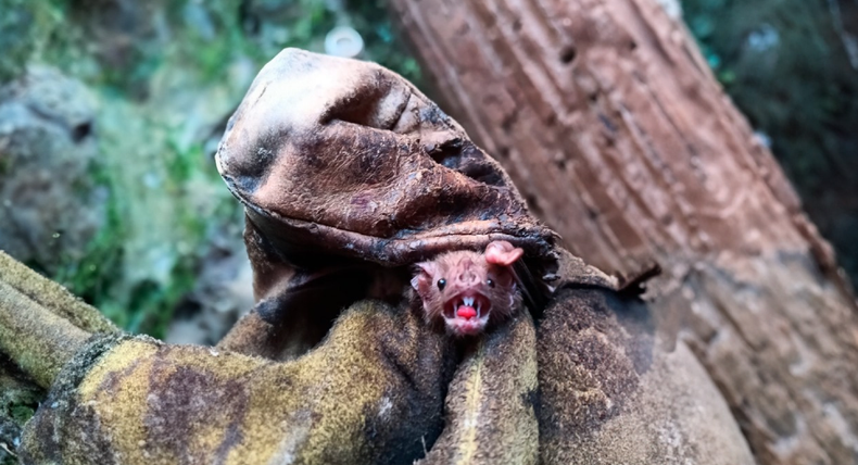 El vampiro común, además de ser el agente transmisor de la rabia paresiante, genera alerta por el aumento de la morbilidad en la ganadería.