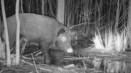 Especies exóticas. El jabalí destruye pasturas y plantaciones jóvenes. Foto: cámara trampa. Especies exóticas. El jabalí destruye pasturas y plantaciones jóvenes. Foto: cámara trampa.
