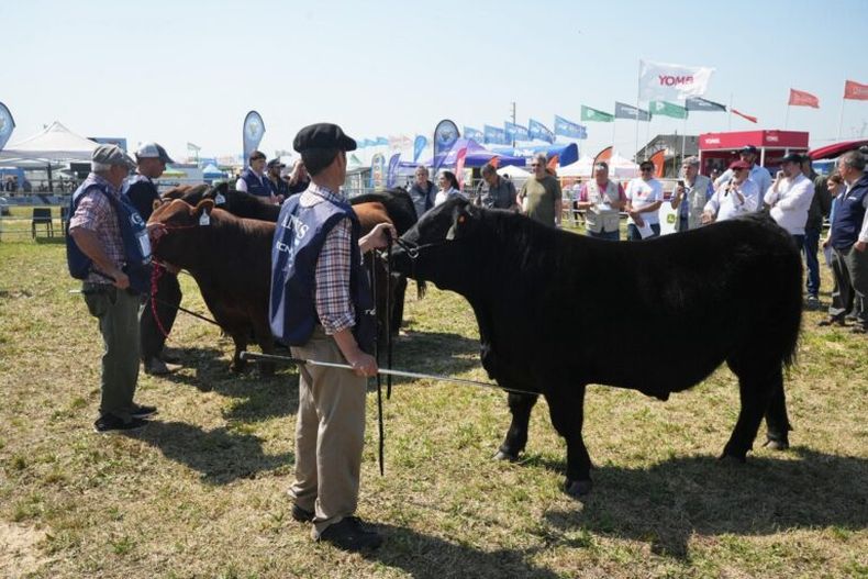 Cañuelas vuelve a ser el centro de la genética Angus.