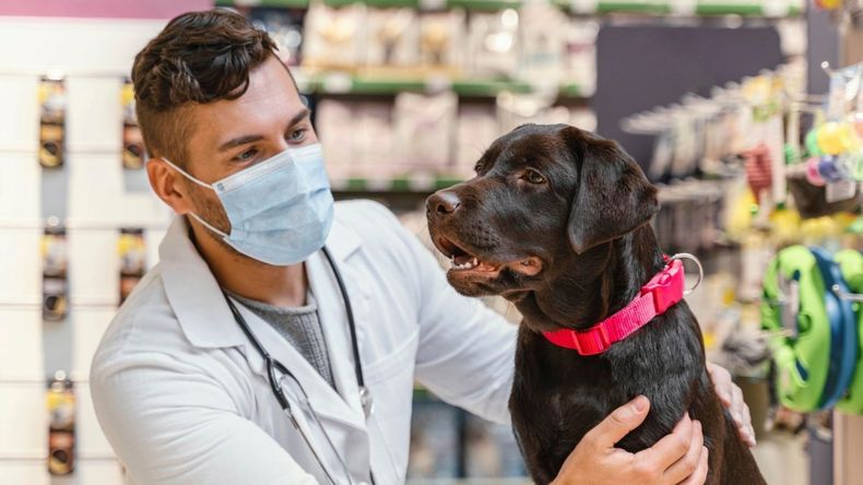 La industria veterinaria y de nutrición animal genera 3.500 empleos directos y más de 10.000 los indirectos, en España.