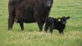 Impacto de la suplementación en nutrición animal durante lactancia bovina.