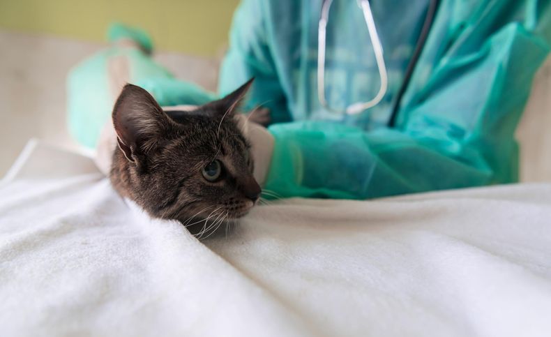 La fluidoterapia es un pilar esencial en el manejo de la peritonitis séptica, optimizando la recuperación de las mascotas.