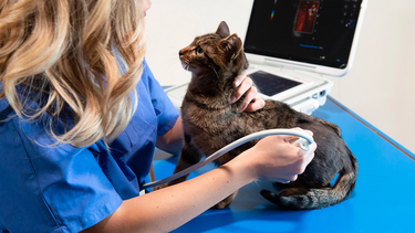 La iniciativa de la Federación Veterinaria Argentina busca promover conocimientos prácticos para los profesionales.