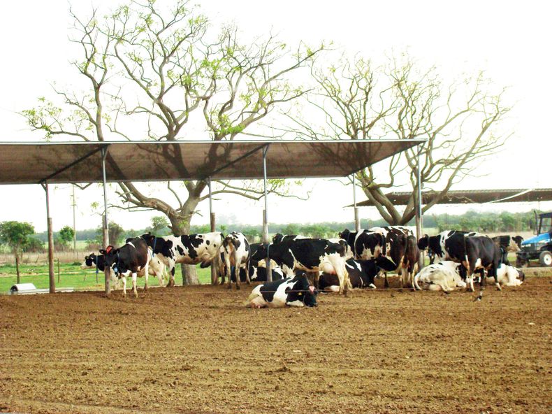Desde el INTA indicaron que también se dan casos de “contaminación cruzada”&nbsp; en engordes a corral o tambos.