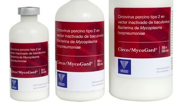 Nueva vacuna de Vetanco para porcinos.