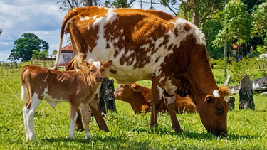 El bovino criollo combina rusticidad y resistencia frente a la garrapata.