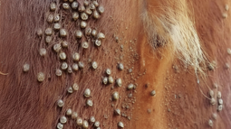 En Uruguay, la garrapata bovina le gana la batalla a los químicos. En Uruguay, la garrapata bovina le gana la batalla a los químicos.