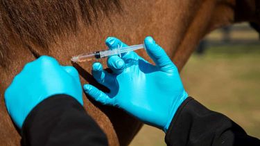 Se acerca la época aconsejable para vacunar contra encefalomielitis equina, de allí la necesidad de extremar los controles.