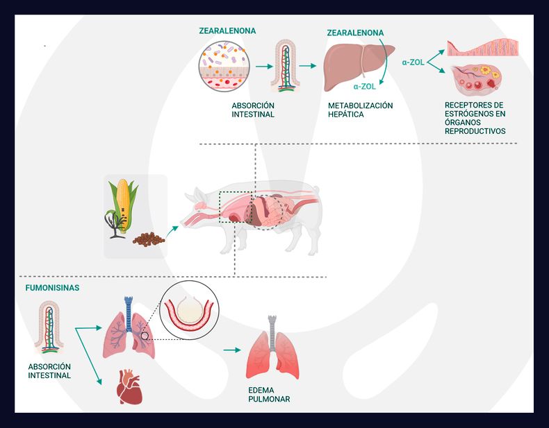 El aumento preocupante de la contaminación por micotoxinas.
