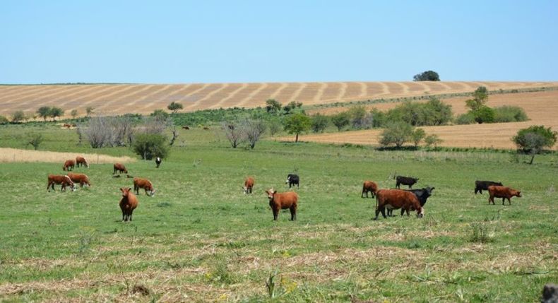 La cadena de producción de bovinos de carne es la que ha registrado más pérdidas económicas en Uruguay.