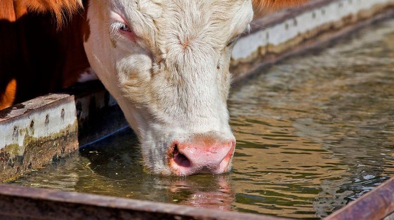 Es esencial garantizar un ambiente físico confortable que asegure el bienestar animal.&nbsp;