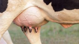 La mastitis en la vaquillona puede comenzar mucho antes de la primera lactancia.&nbsp;