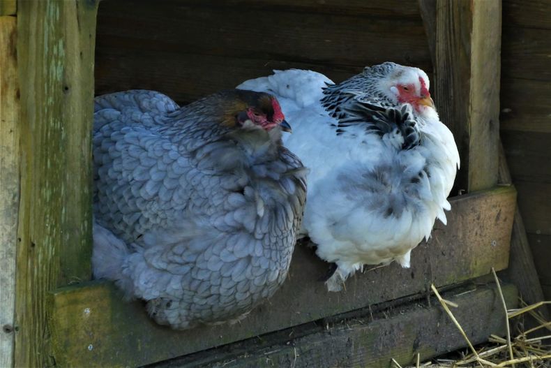El caso de influenza aviar se detectó tras analizar patos y gallinas de traspatio.