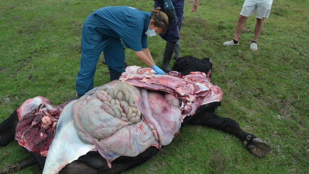 La enfermedad respiratoria bovina es el principal desafío sanitario en los sistemas de engorde a corral. La enfermedad respiratoria bovina es el principal desafío sanitario en los sistemas de engorde a corral.