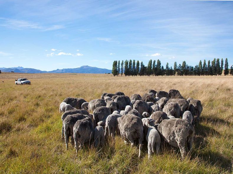 nota bienestar ovino.jpg