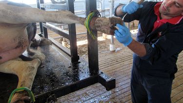 Motivar | Pietin 1.jpg