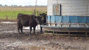 Desde el CONICET sostienen que la tricomoniasis bovina también se transmite por vía digestiva.