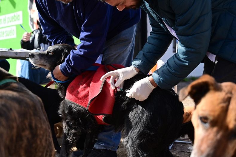 La vacunación se realiza en distintos puntos estratégicos de la ciudad.
