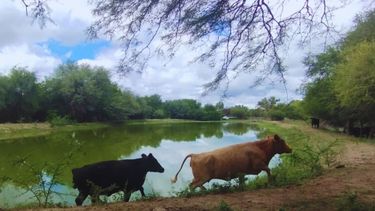 El INTA promueve la implementación de Buenas prácticas ganaderas para armonizar la producción y la conservación del bosque nativo en el Chaco árido.