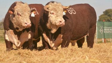 El clima se traduce en mejoras forrajeras y esto&nbsp;impacta directamente en las decisiones del productor ganadero.