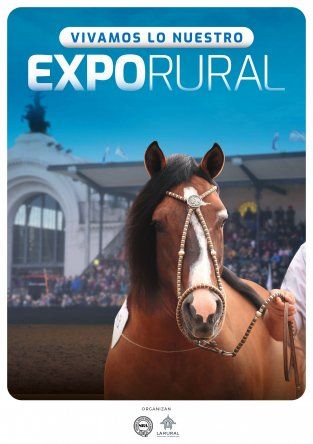 Los equinos en primer plano