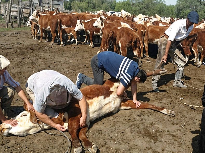 La garrapata bovina amenaza 14 millones de cabezas bovinas en el norte argentino.