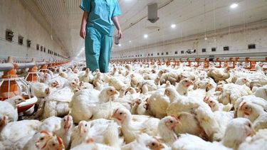 Se despoblaron 3 establecimientos como medida precautoria en torno a las precauciones de la influenza aviar.