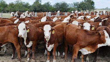 Enfermedades venéreas. La estrategia pasa por trabajo de campo y diagnóstico preciso.