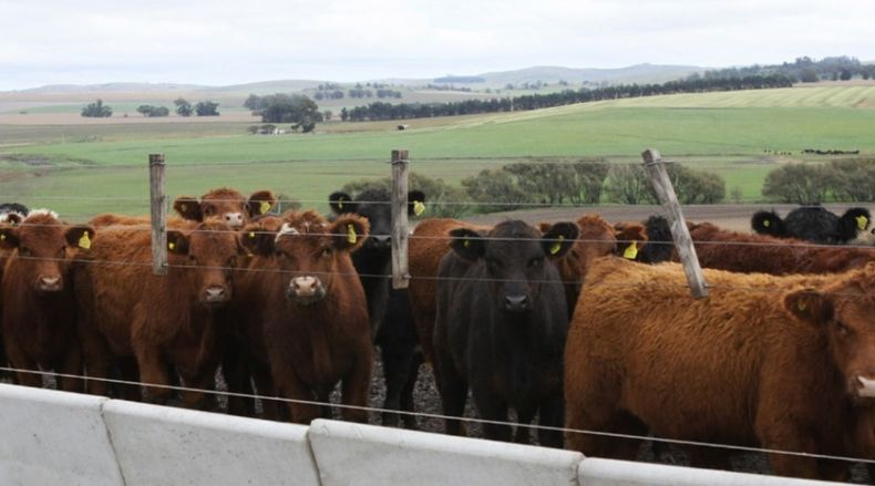 Garrapata bovina. Las modificaciones a la normativa promete agilizar las gestiones sanitarias.&nbsp;