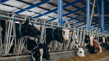 El tambo robotizado, medido bajo la lupa técnica. El tambo robotizado, medido bajo la lupa técnica.