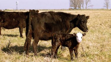En Argentina 3,5 millones de vientres adoptaron la IATF en 2021, mientras que en Brasil se aplicaron 25 millones en 2022.