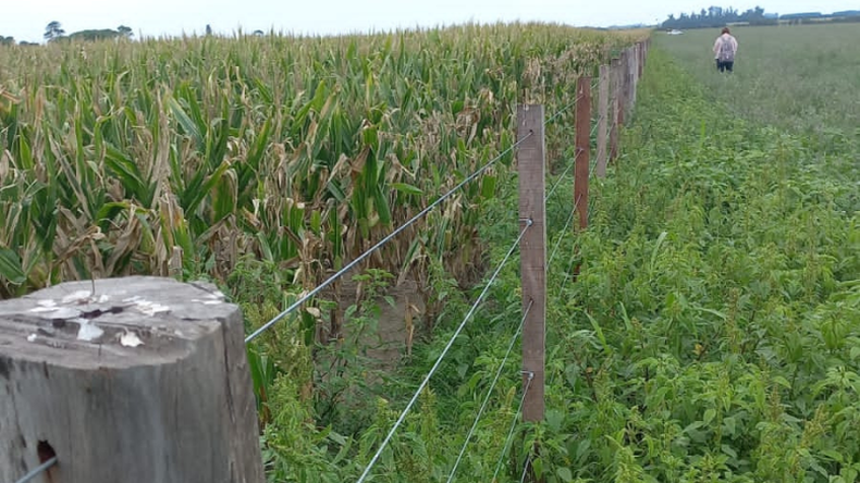 La vegetación que crece en torno a los alambrados es muy importante para la producción agrícola.