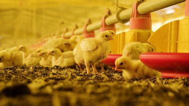 Influenza aviar. Argentina va por la recuperación de su estatus y exportaciones.