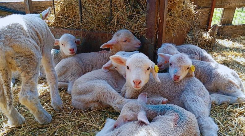 Ovinos Merino Dohne: doble propósito y alto rendimiento