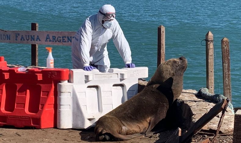 Zoonosis. La influenza aviar arrasó con mil lobos marinos en el gran brote de 2023.