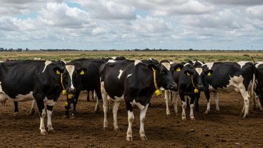 La lechería argentina está evolucionando hacia un modelo más resiliente y consciente.&nbsp;